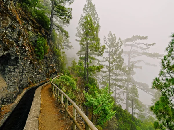 Rastro de nacientes Marcos y Cordero, La Palma —  Fotos de Stock