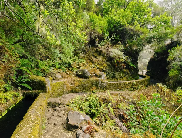 Sentier Nacientes Marcos y Cordero, La Palma — Photo
