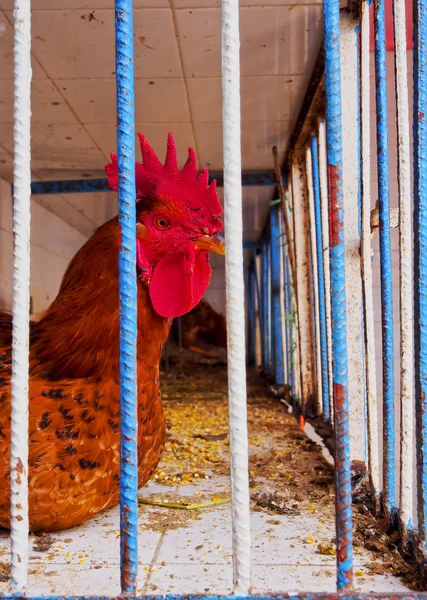 Rooster in a Cage, Morocco