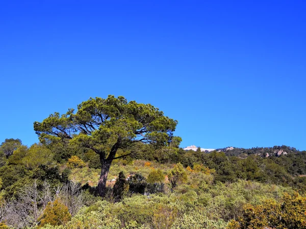 La Mola, Sant Llorenc Natural Park — Stock Photo, Image