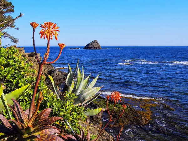 Aloe sur la côte — Photo