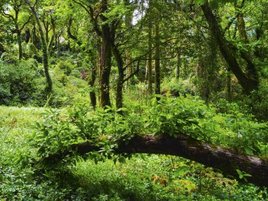 Sintra 'daki Pena Ulusal Sarayı Parkı