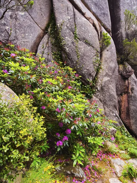 Park van Nationaal Paleis Pena in Sintra — Stockfoto