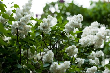 beyaz lila çiçek (sığ Dof demet)