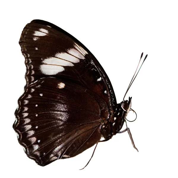 Hermosa mariposa aislada sobre fondo blanco —  Fotos de Stock