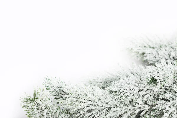 Gren av julgran med snö — Stockfoto