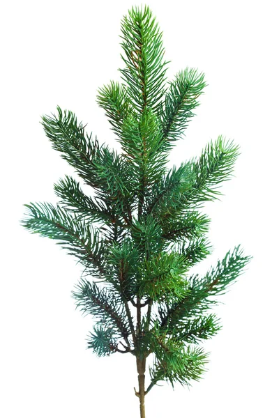 Branch of Christmas tree on white — Stock Photo, Image