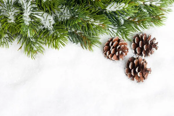 Ramo de árvore de Natal com pinecone — Fotografia de Stock