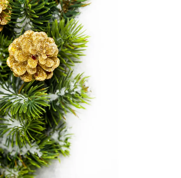 Tak van kerstboom met pinecone — Stockfoto