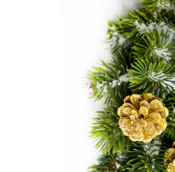 Tak van kerstboom met pinecone — Stockfoto