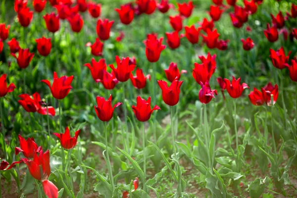 Czerwone tulipany w polu (płytkie Dof) — Zdjęcie stockowe