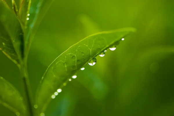 Folhas frescas e verdes com gotas de água (DOF rasa ) — Fotografia de Stock
