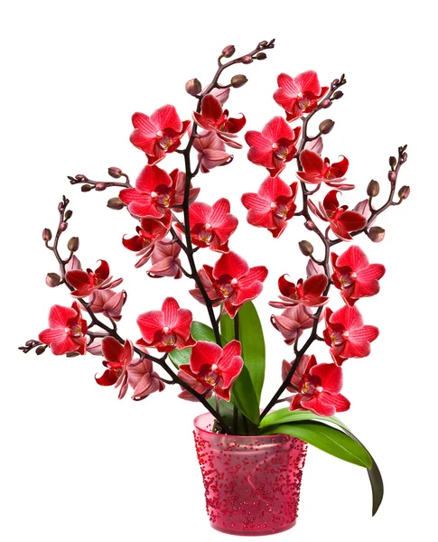 Orchidee in een pot geïsoleerd — Stockfoto