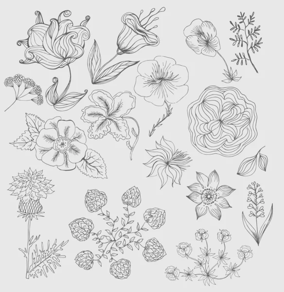 Set flowers hand drawn vector background elements — Stock Vector