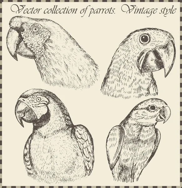 Set vettoriale: uccelli - varietà di illustrazioni di uccelli vintage — Vettoriale Stock