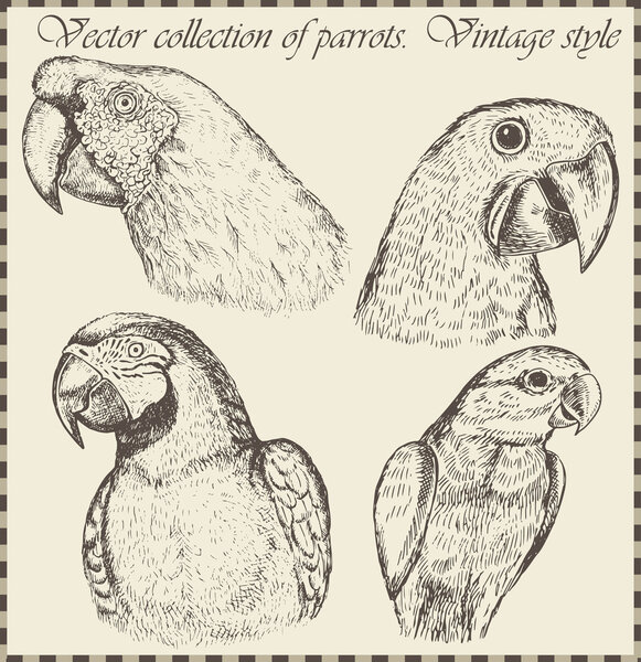 vector set: birds - variety of vintage bird illustrations