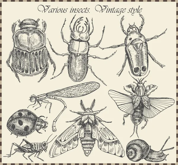 Vetores definir insetos em estilo vintage — Vetor de Stock