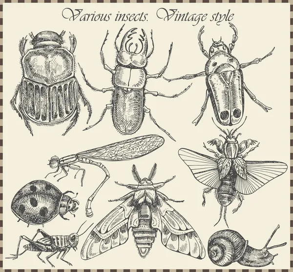 Vector insecten in vintage stijl instellen — Stockvector