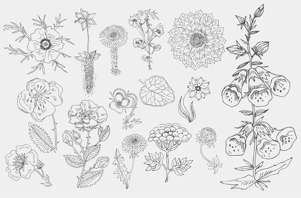 Blumen von Hand gezeichneter Vektor — Stockvektor