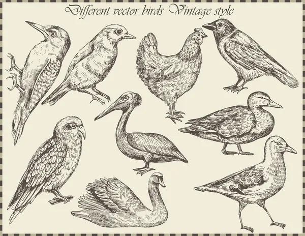 Conjunto de vectores: aves — Archivo Imágenes Vectoriales