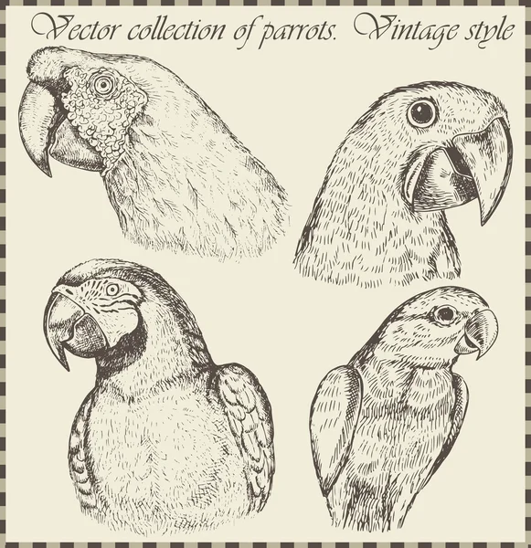 Variedad de ilustraciones de aves vintage — Vector de stock