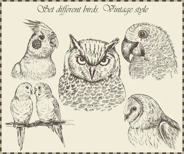 Variedad de ilustraciones de aves vintage — Archivo Imágenes Vectoriales