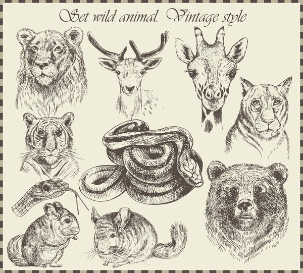 Vector set: different wild animals