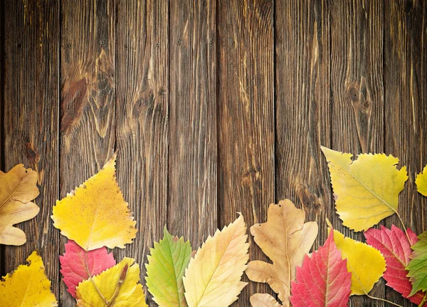 Autumn leaves — Stock Photo, Image