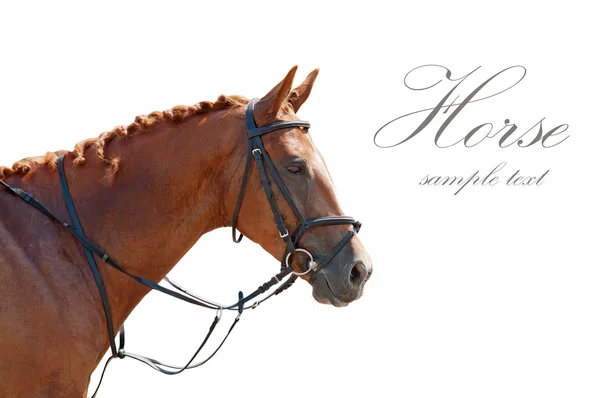 白い背景で隔離の馬の肖像画 — ストック写真