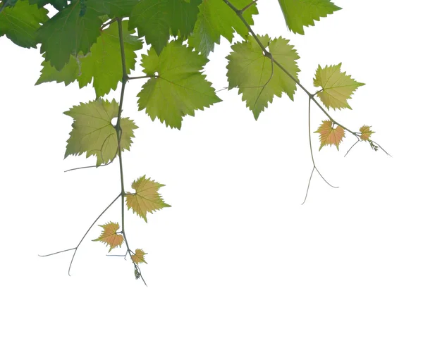 Grape leaves isolated — Stock Photo, Image
