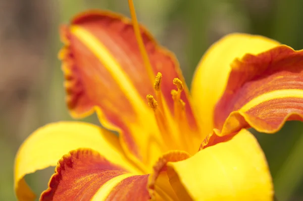 Flores — Fotografia de Stock