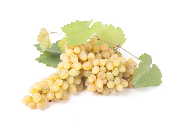Rama de uvas — Foto de Stock
