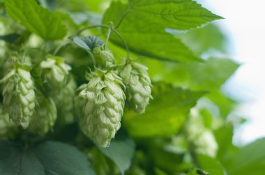 Yeşil şerbetçiotu