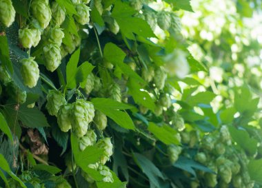 Yeşil şerbetçiotu