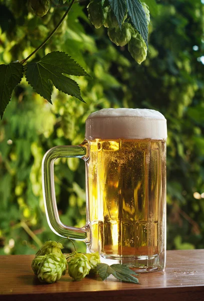 Piwo i chmiel — Zdjęcie stockowe