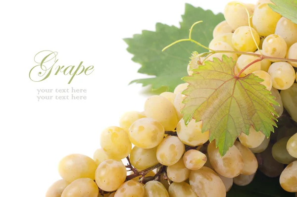 Grapes branch — Stock Photo, Image