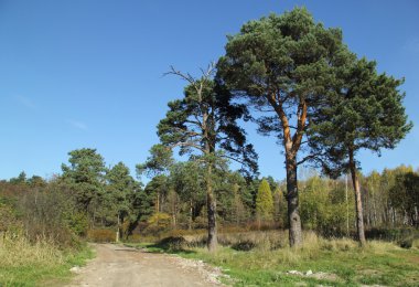 çam ve yol
