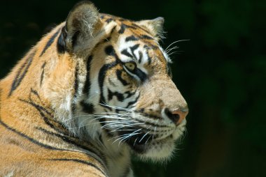 Sumatra kaplanı