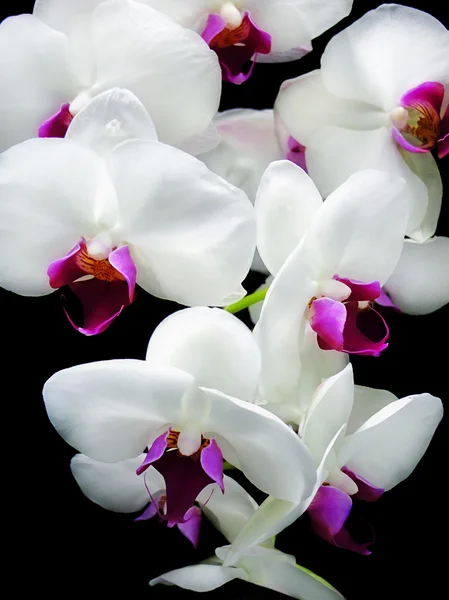 Spray of Orchids — Stock Photo, Image