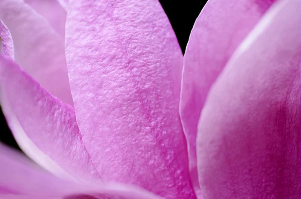 Magnolia Petals — Stock Photo, Image