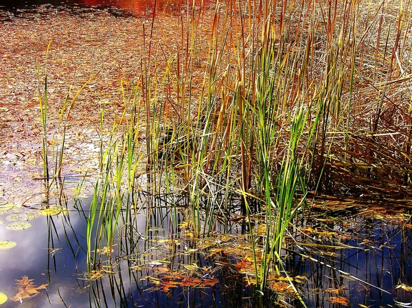 Pond and Rushes — Stock Photo, Image