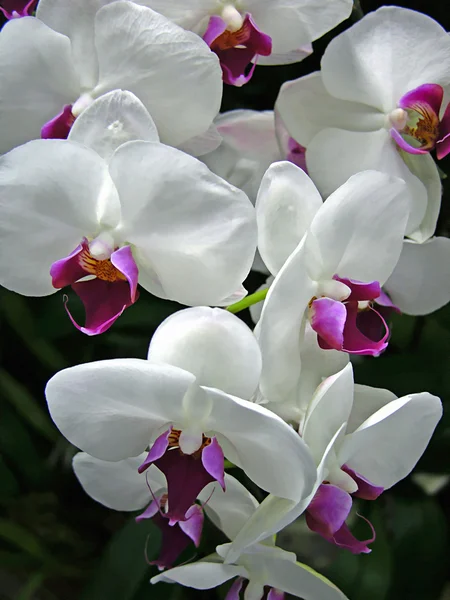 Spray of Orchids — Stock Photo, Image