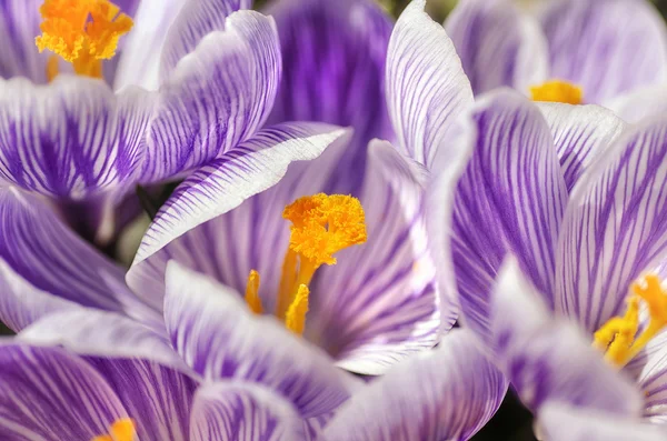 Jardin de Crocus — Photo