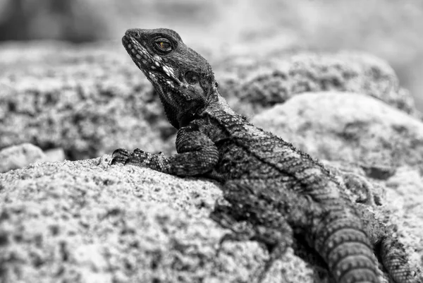 Lagarto — Fotografia de Stock