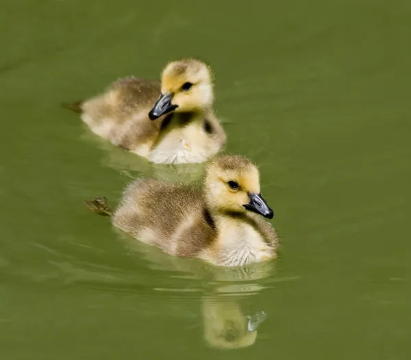 Gösslinge schwimmen — Stockfoto