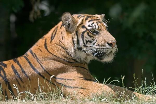 Тигр в траве — стоковое фото