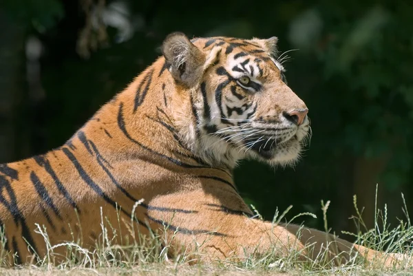 Tiger i gräset — Stockfoto