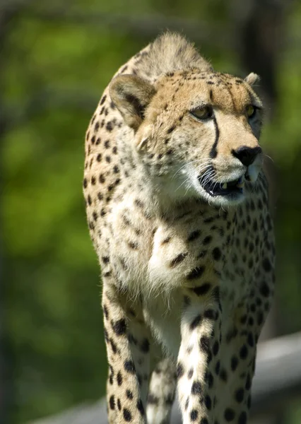 Cheetah on the Prowl — Stock Photo, Image