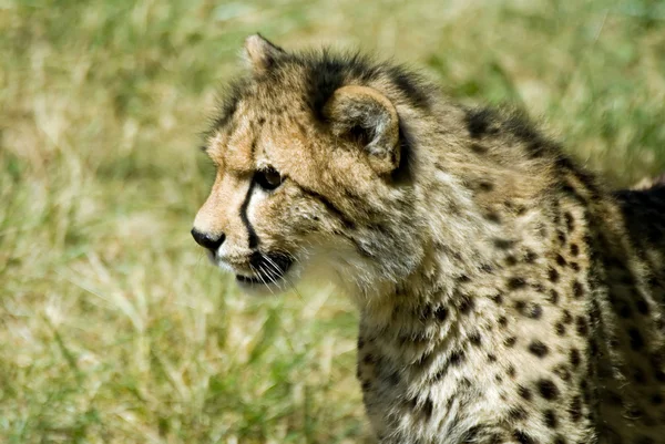 Cheetah — Fotografie, imagine de stoc