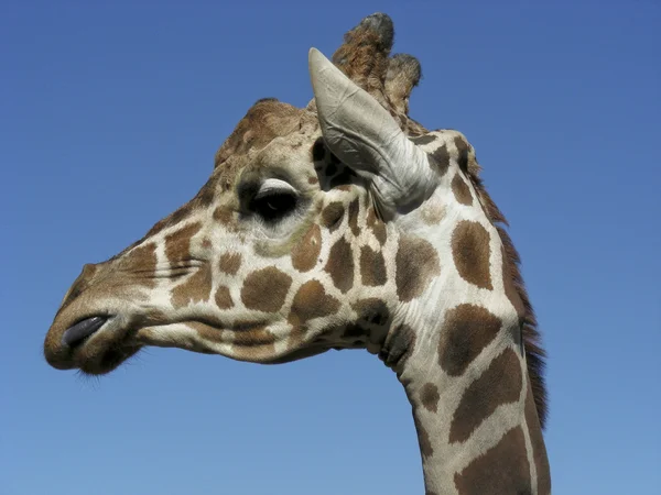 Giraffa — Foto Stock